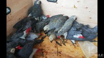 2 traffickers arrested with 20 African grey parrots