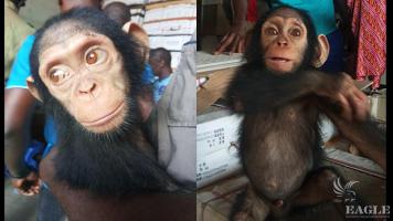 Two arrested with a baby chimp