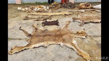 2 traffickers arrested with lion skin, hyena skin and many more