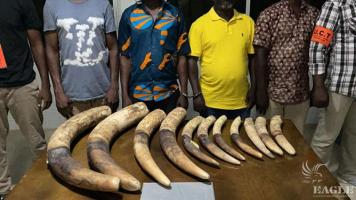 4 traffickers arrested with 11 tusks
