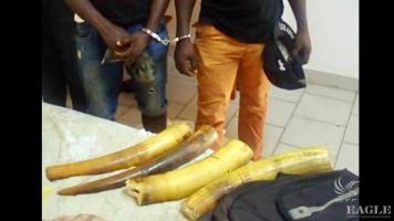 4 traffickers arrested with 2 elephant tusks
