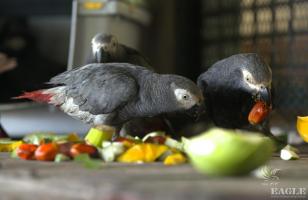 2 traffickers arrested with 28 African Grey Parrots