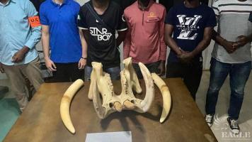 5 traffickers arrested with 2 elephant tusks