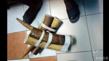 2 traffickers arrested with two elephant tusks