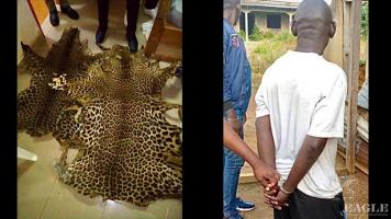3 traffickers arrested with 2 leopard skins
