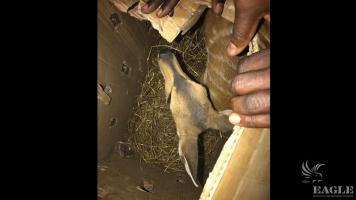 Police arrested a major trafficker