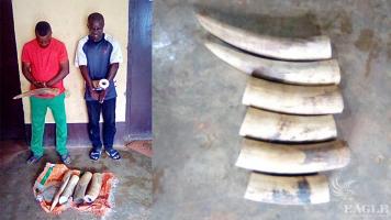 2 traffickers arrested with 2 elephant tusks