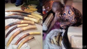 4 ivory traffickers arrested with 14 tusks