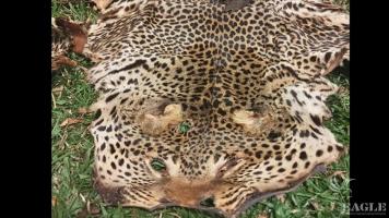 two traffickers arrested with a leopard skin and a civet skin.