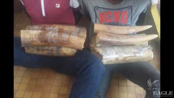 2 traffickers arrested with 2 tusks