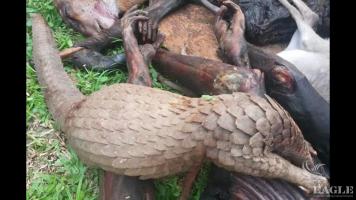 6 trafficker arrested with 5 tusks and chimp meat