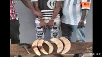 A trafficker arrested with 5 tusks and 1 elephant tail.