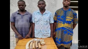 3 traffickers arrested in Lomé with 6 elephant tusks