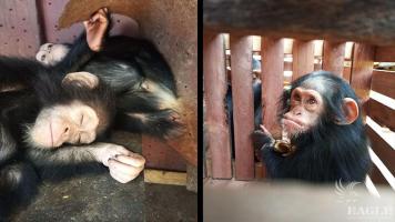 2 chimps rescued and a traditional chief arrested