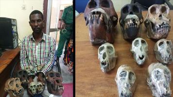 A trafficker arrested with 2 gorilla skulls, a chimp skull and 5 other primate skulls