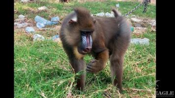 A trafficker arrested and a mandrill rescued