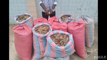 A trafficker arrested with 328Kg of pangolin scales