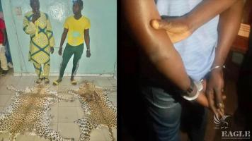 3 traffickers arrested with 2 leopard skins and 3 Aardvark feet