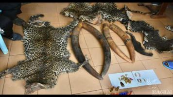 4 traffickers arrested with 4 tusks, 3 leopard skins and an elephant tail