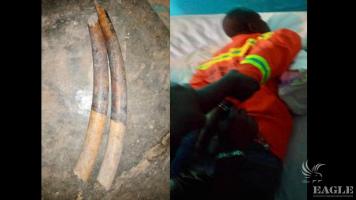 An ivory trafficker arrested with 2 tusks