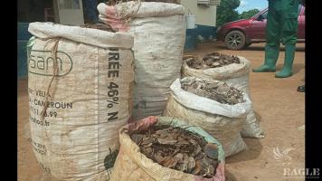 5 traffickers arrested with 90kg pangolin scales