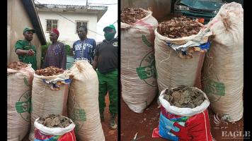 Two arrested with 386kg of pangolin scales