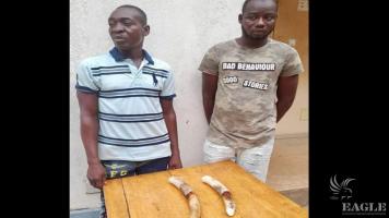 2 traffickers arrested with two small tusks