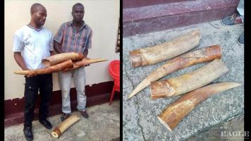 two veteran traffickers arrested with two tusks