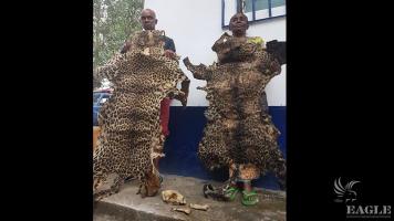 2 traffickers arrested with 2 leopard skins, a skull and a tooth