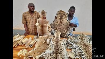 2 traffickers arrested with 2 lion skins, 5 leopard skins and 3 several skins