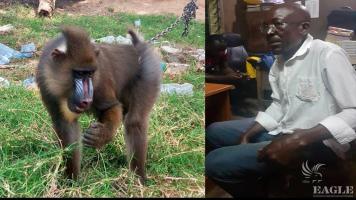 A trafficker arrested in a follow up to live mandrill