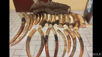 3 traffickers arrested with 81kg ivory and a leopard skin