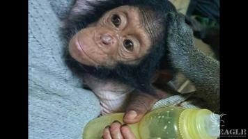 A woman arrested with a baby chimp and a mustache guenon