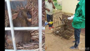 A mandrill rescued
