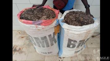 2 traffickers arrested with 153kg of pangolin scales