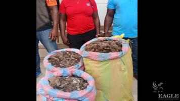 2 traffickers arrested with 122kg pangolin scales
