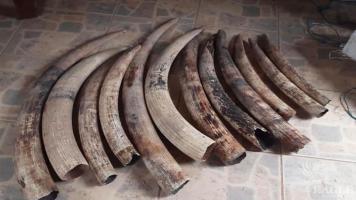 An ivory trafficker arrested with 12 elephant tusks