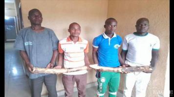 5 traffickers arrested with two elephant tusks