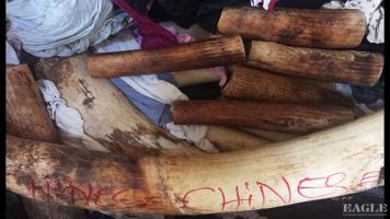 2 traffickers arrested with 56kg ivory