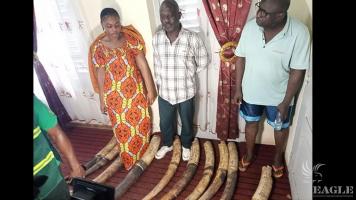 3 traffickers arrested with almost 100 kg Ivory in a crackdown on a Nigerian ivory gang