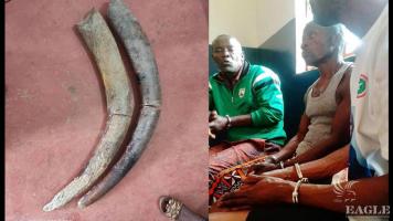 a corrupt wildlife officer and  2 more ivory traffickers arrested with 2 tusks