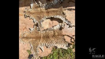 a trafficker arrested with 2 leopard skins