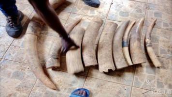 3 traffickers arrested with  26.5kg of ivory