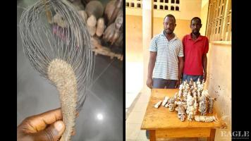 3 traffickers arrested with 50 ivory statues, an elephant tail and 11 lion teeth