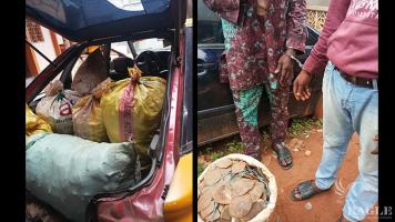 2 traffickers arrested with 180kg scales of giant pangolins