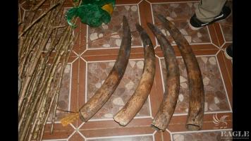 A trafficker arrested with 4 tusks