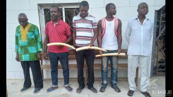 5 traffickers arrested with 3 elephant tusks