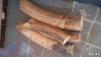 3 ivory traffickers arrested with 4 tusks