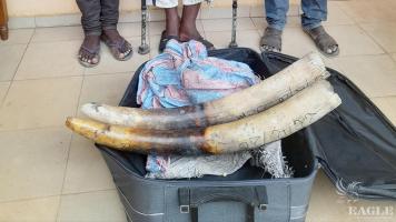 3 ivory traffickers of Benin nationality arrested with 2 tusks