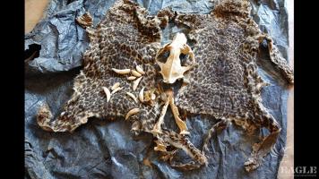 2 traffickers arrested with 2 leopard skins
